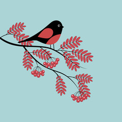 Bird on branch of red rowan.