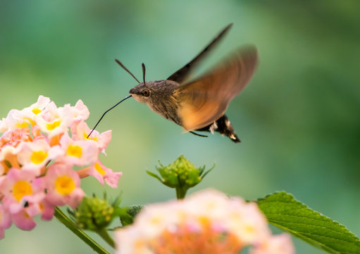Hummingbird hawk-moth hovering over lantana flower