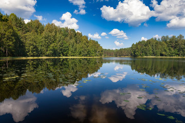 Fototapeta na wymiar Summer forest lake