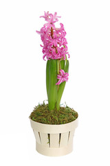 Jacinthe rose en pot