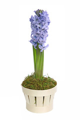 Jacinthe bleue en pot