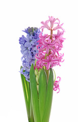 Jacinthes bleue et rose