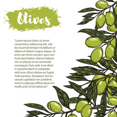 Vector border with colorful olives. The pattern with space for text.