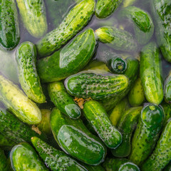 harvest of fresh green cucumbers lies in the water