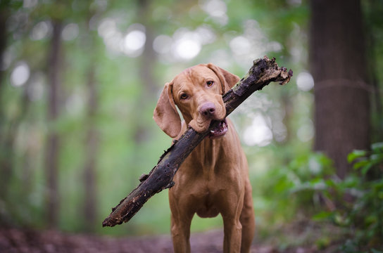Fototapeta Vizsla dog with branch in his mouth