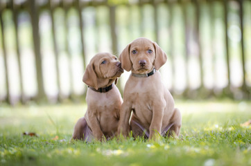 5 week old puppies of vizsla hound dog © tmart_foto