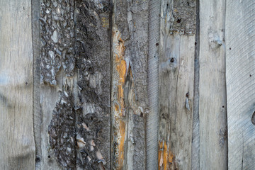  The texture of the wood. Wood planks. Background.
