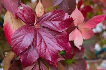 Autumnal colors of purple, red leaves and berries of grapes