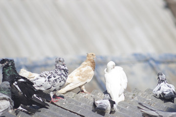 motley pigeons on the roof
