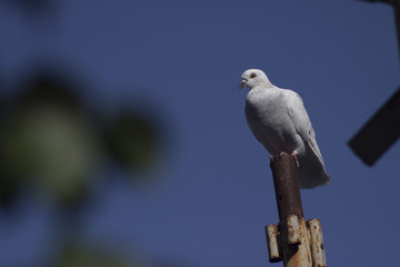 one white dove on the sky background