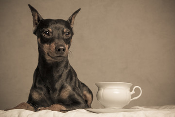 amazing dog