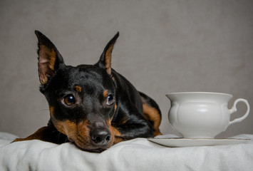a deeply pensive dog