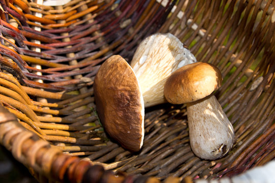 Mushroom picker . Two of the mushroom in a wicker basket