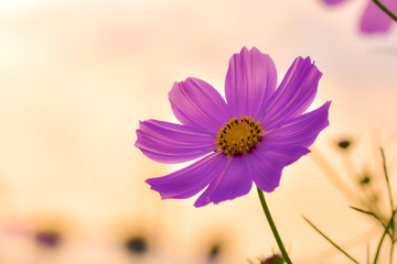 夕暮れのコスモス