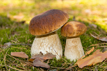 Cep mushroom . Two Mushrooms in the moss in the forest.
