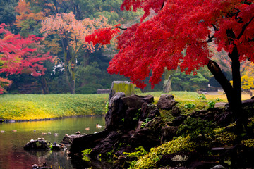 紅葉の日本庭園