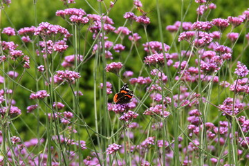 Patagonisches Eisenkraut/ Verbena bonariensis
