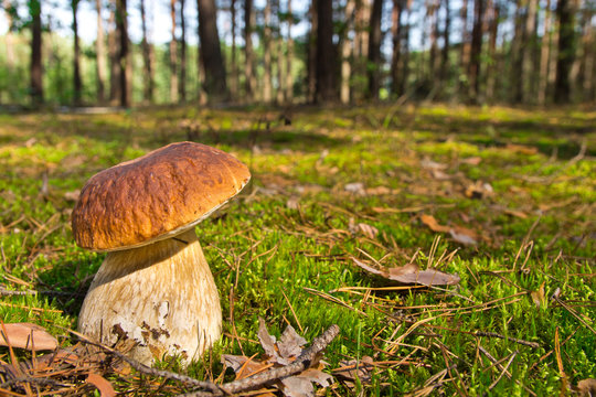 Cep mushroom .Boletus in the moss in the forest. The pattern for the autumn calendar