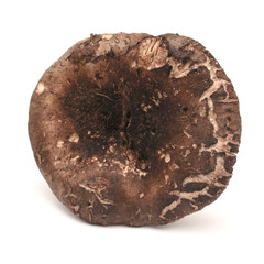 Russula nigricans mushroom