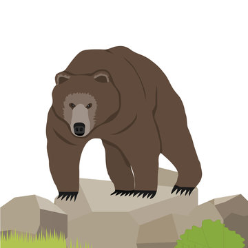 Bear, a realistic bear on the stone