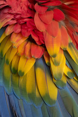 Beautiful macaw feathers