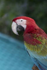 Beautiful macaw feathers