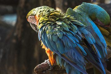 Beautiful macaw feathers