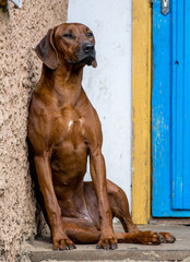 a relaxing dog