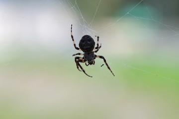 spider hunting the fly on his his web