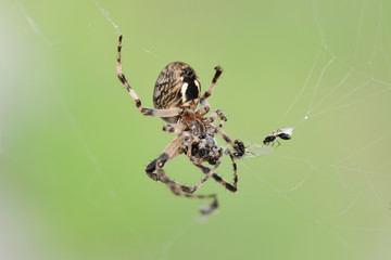 spider hunting the fly on his his web