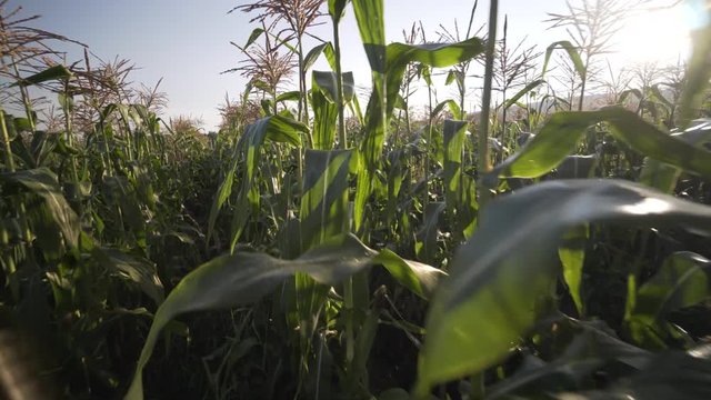 Wide steadicam shot moving through a row of corn.