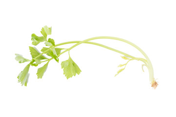 Celery or parsley leaf isolated on white background. Top view