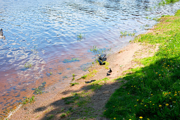 The river bank in summer with pigeons