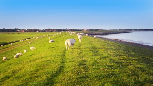 organic farming sheep maintain strength Dutch sea dike view Oosterend Terschelling