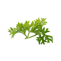 fresh parsley isolated on a white background.