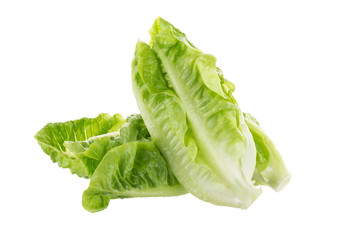 Fresh green cos lettuce Isolated on White Background