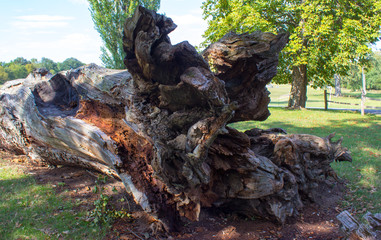 The trunk of the old oak