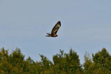 predatory hawk flying over the forest
