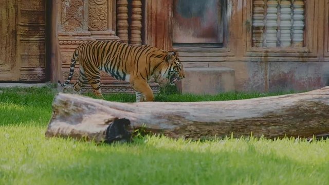 Tiger walking near temple on sunny day