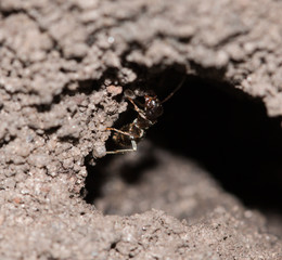 forest ant