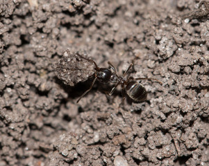 forest ant