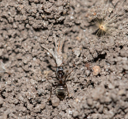 forest ant