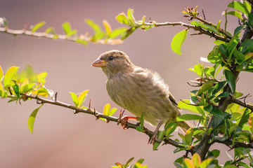 Sparrow on a branch