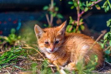 ginger kitten