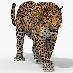 Leopard (3d)