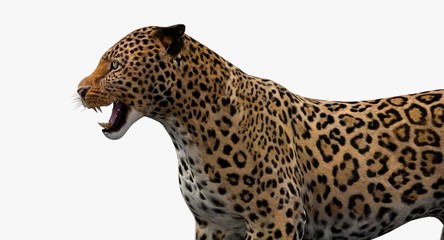 Leopard (3d)
