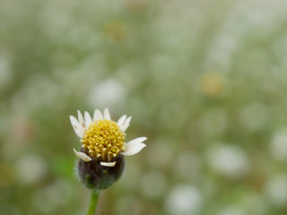 selective focus of grass flower with green blurred background