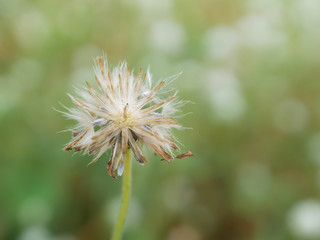 selective focus of grass flower with green blurred background