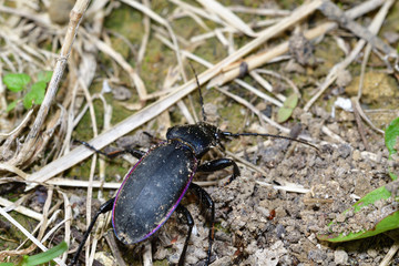 Black Carabid in the grass 