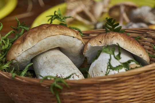 porcini mushrooms in the basket